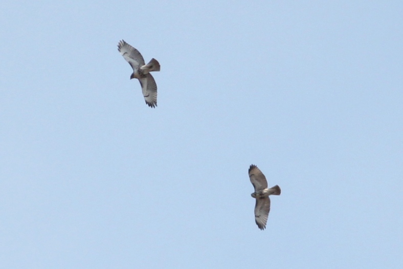 Soaring Red-tailed Hawks