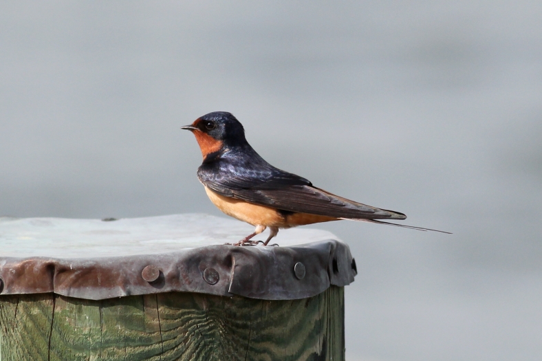 Barn Swallow.  Note pleasing Bokeh from narrow field of view, F5.6, and sharp focus on eye.