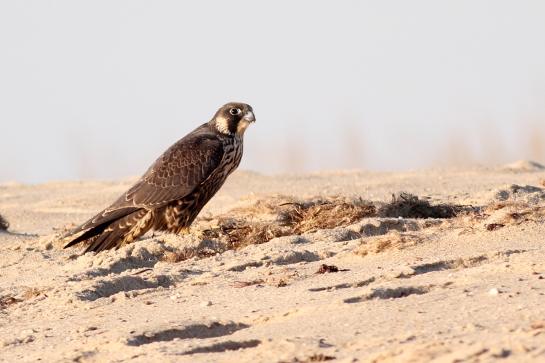 Peregrine Falcon, sorry, I do not have a photo of a Goshawk, but the Peregrine is a close but smaller cousin.