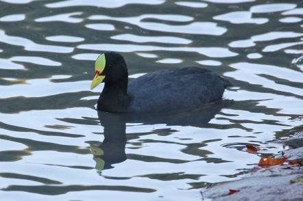 Red Gartered Coot