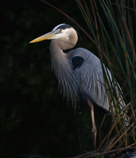 Great Blue Heron, sorry, no picture of the White Morph yet